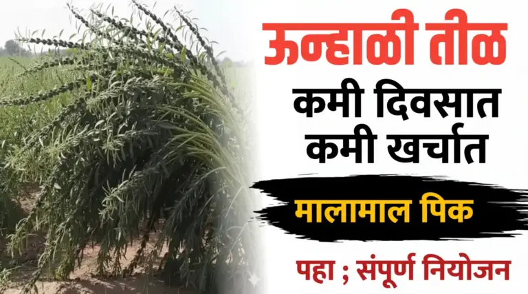 उन्हाळी तीळ ; कमी दिवसात मिळेल भरघोस उत्पादन..मालामाल पिक