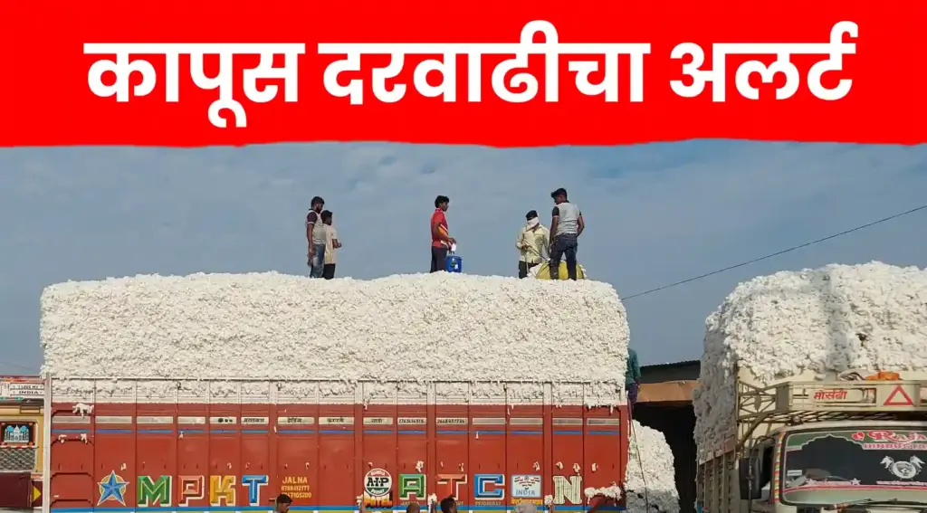 कापूस दरवाढीचा अलर्ट ; दरात झाली मोठी वाढ..