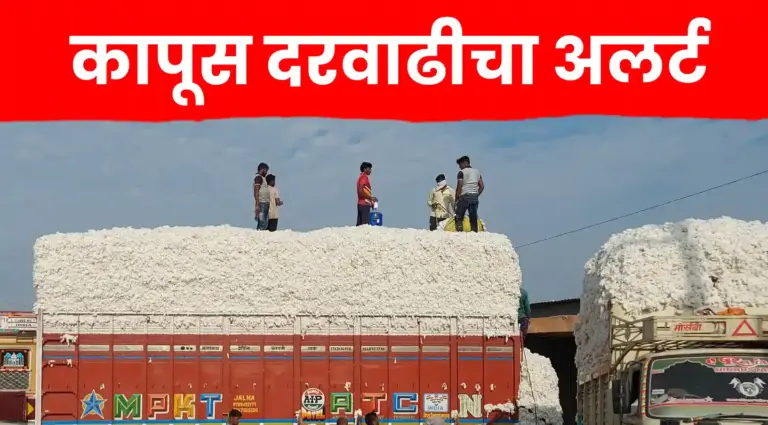 कापूस दरवाढीचा अलर्ट ; दरात झाली मोठी वाढ..