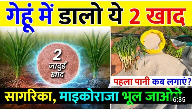 गेहूं की फसल में ज्यादा कल्ले और बम्पर पैदावार के लिए सही खाद