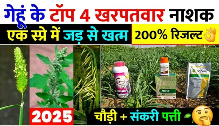 गेहूं के टाँप 8 खनपवार नाशक ; एक स्प्रे मे घास जड से खतम