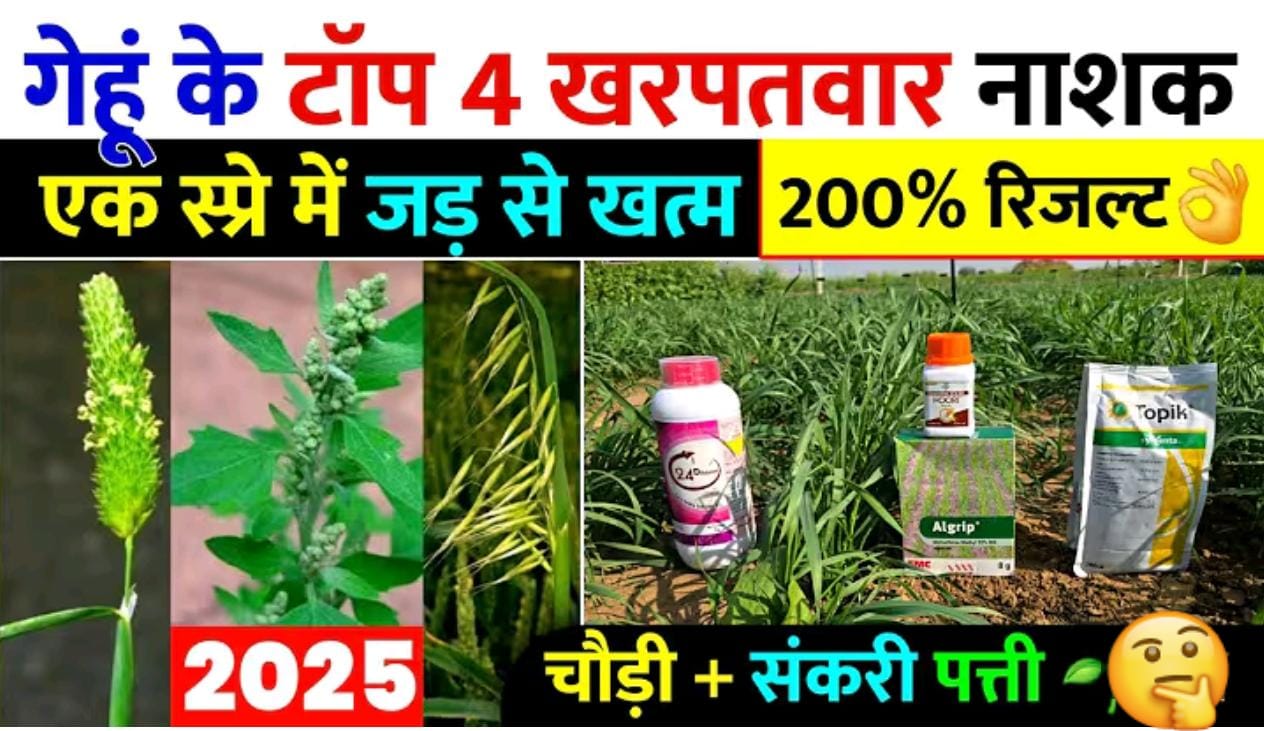 गेहूं के टाँप 8 खनपवार नाशक ; एक स्प्रे मे घास जड से खतम
